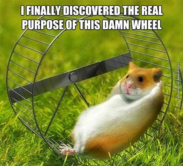 hamster resting on their wheel