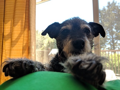 my dog jasper