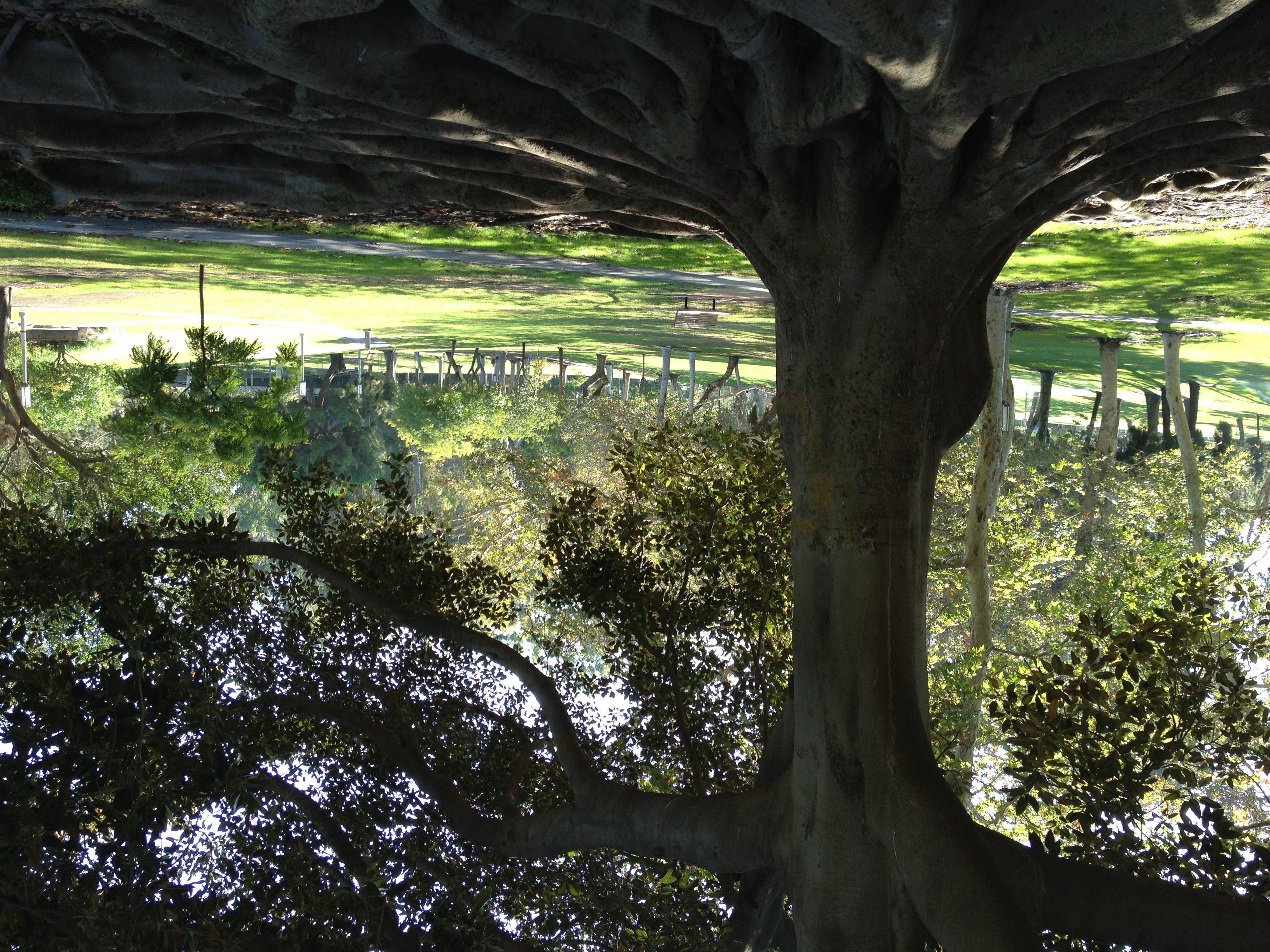 Old shady tree at Uc Irvine where I sat stunned after learning about CI