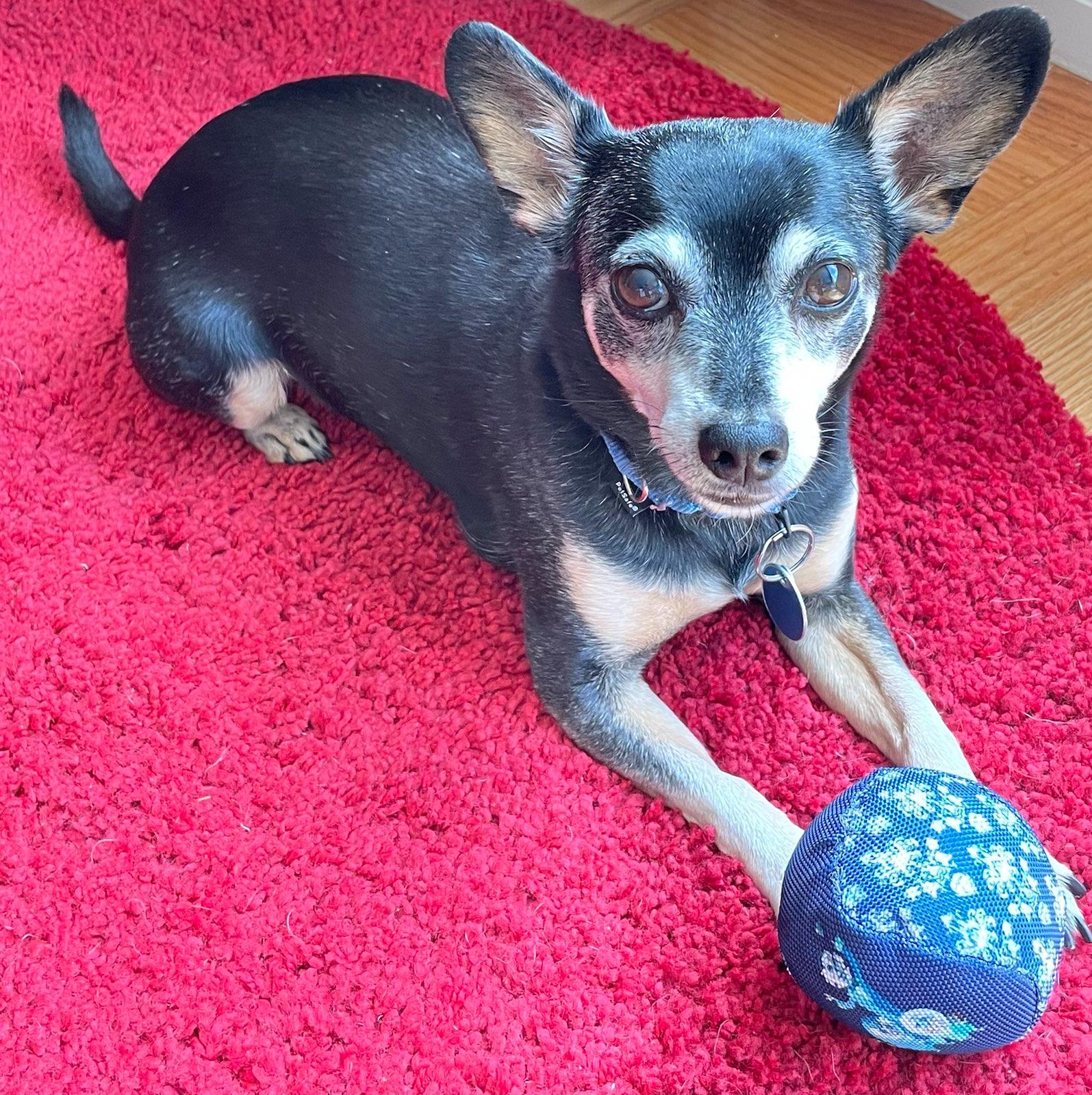 Jackson, a brown and black chihuahua min-pin mix waiting with his toy ball