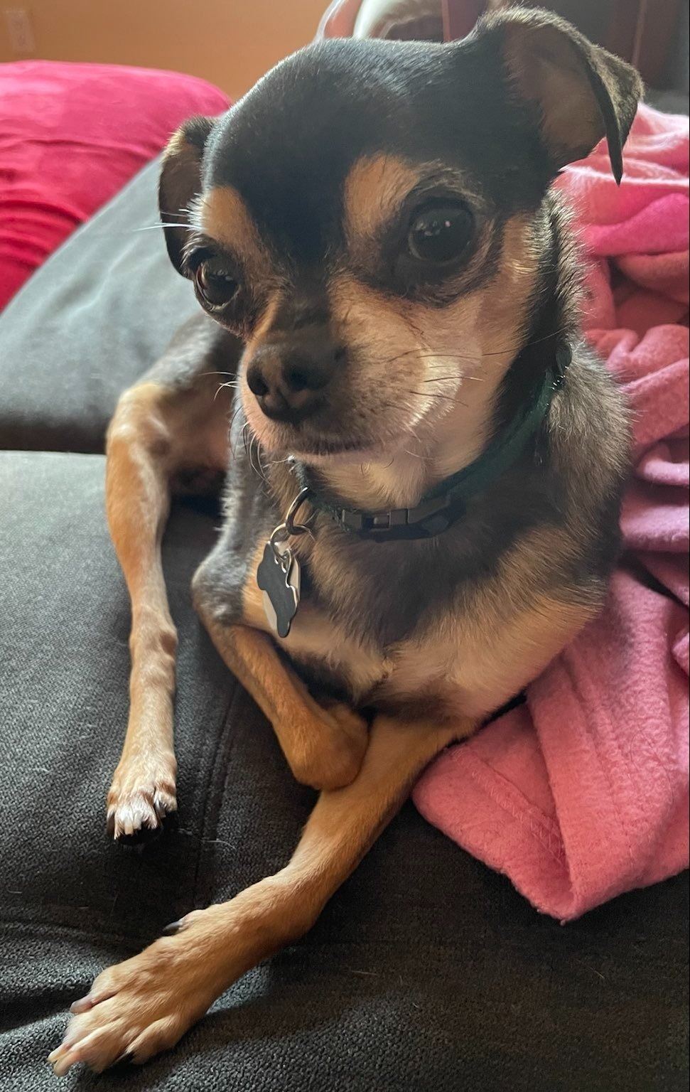 Jayden a small chihuahua is sitting with his elbow out looking relaxed