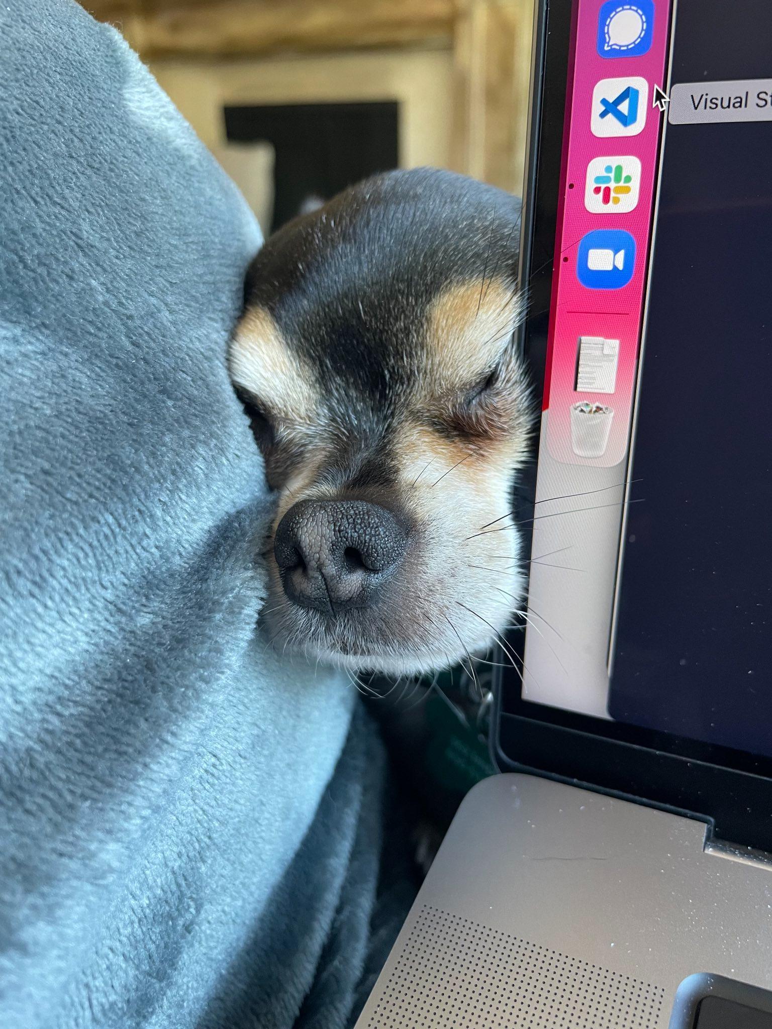 Jayden a brown and black chihuahua smashing his face in next to my laptop screen
