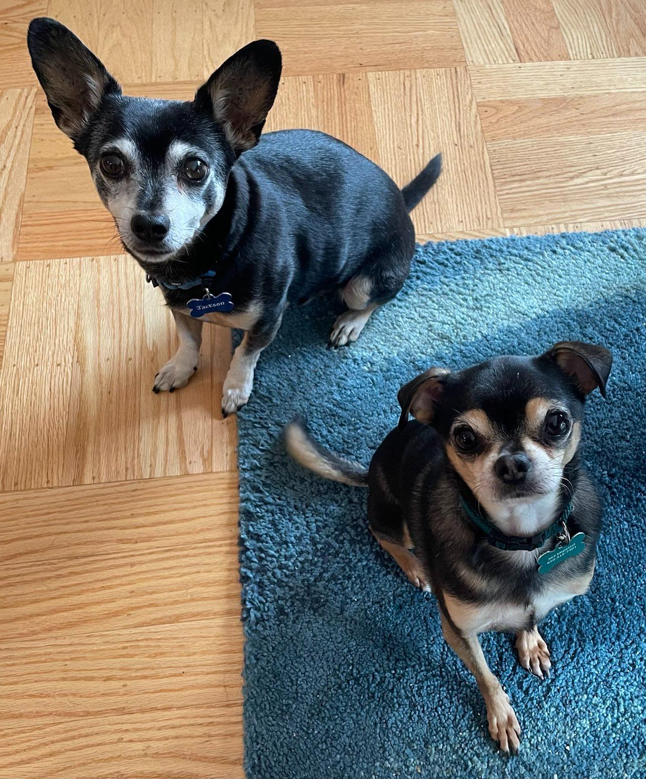 two dogs sitting looking up and waiting to see what is happening