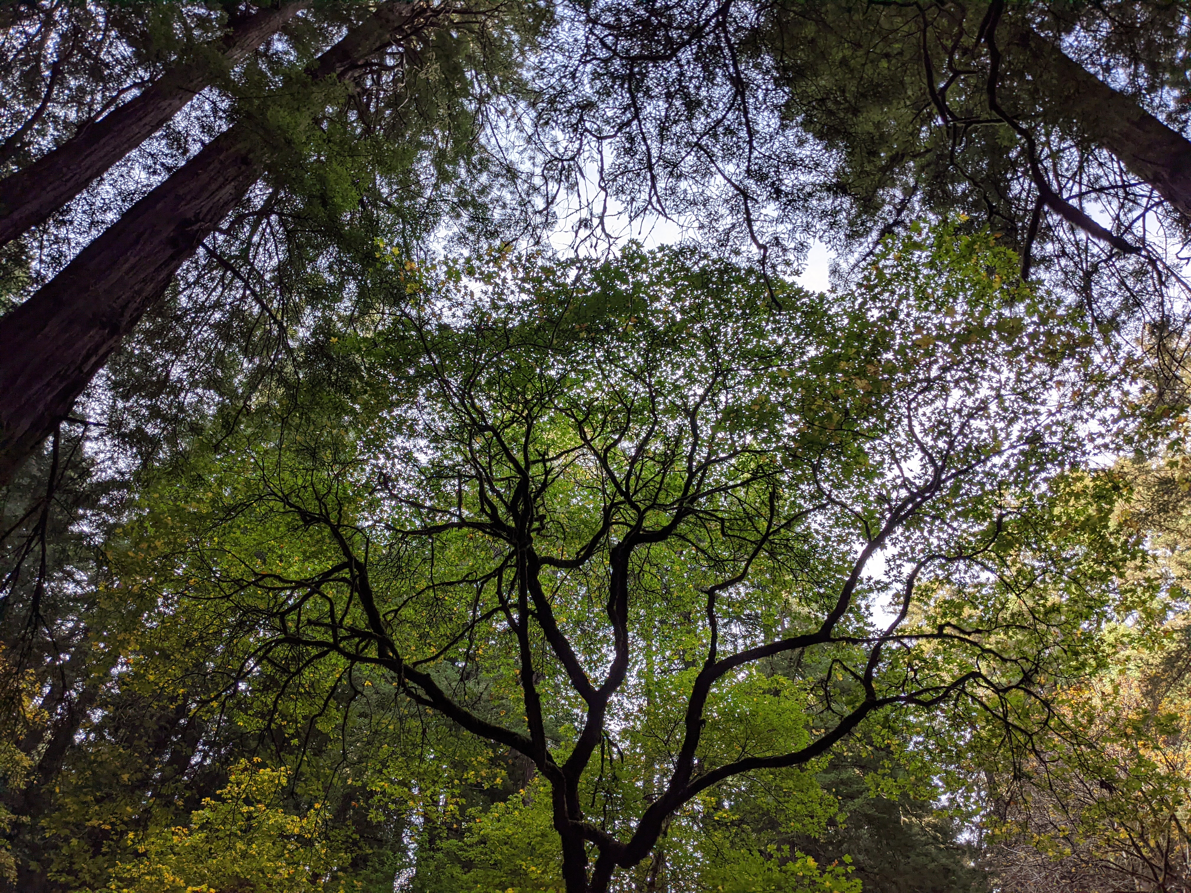 view up into the canopy of redwoods