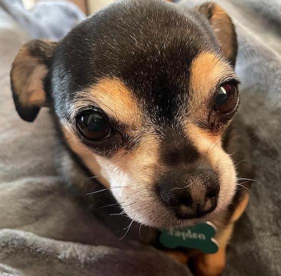 Jayden, a super cute chihuahua waiting for you to ask a question